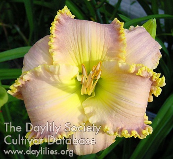 Daylily What Love Can Do